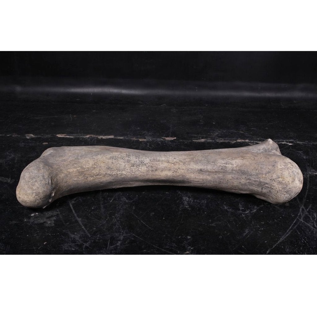 Dinosaur Bone – Dinosaurus beeld Lengte 118 cm, Ophalen, Nieuw