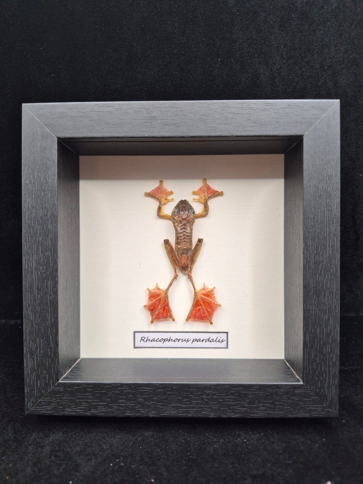 Echte vliegende kikker | Cabinet of Curiosities, Ophalen of Verzenden, Nieuw