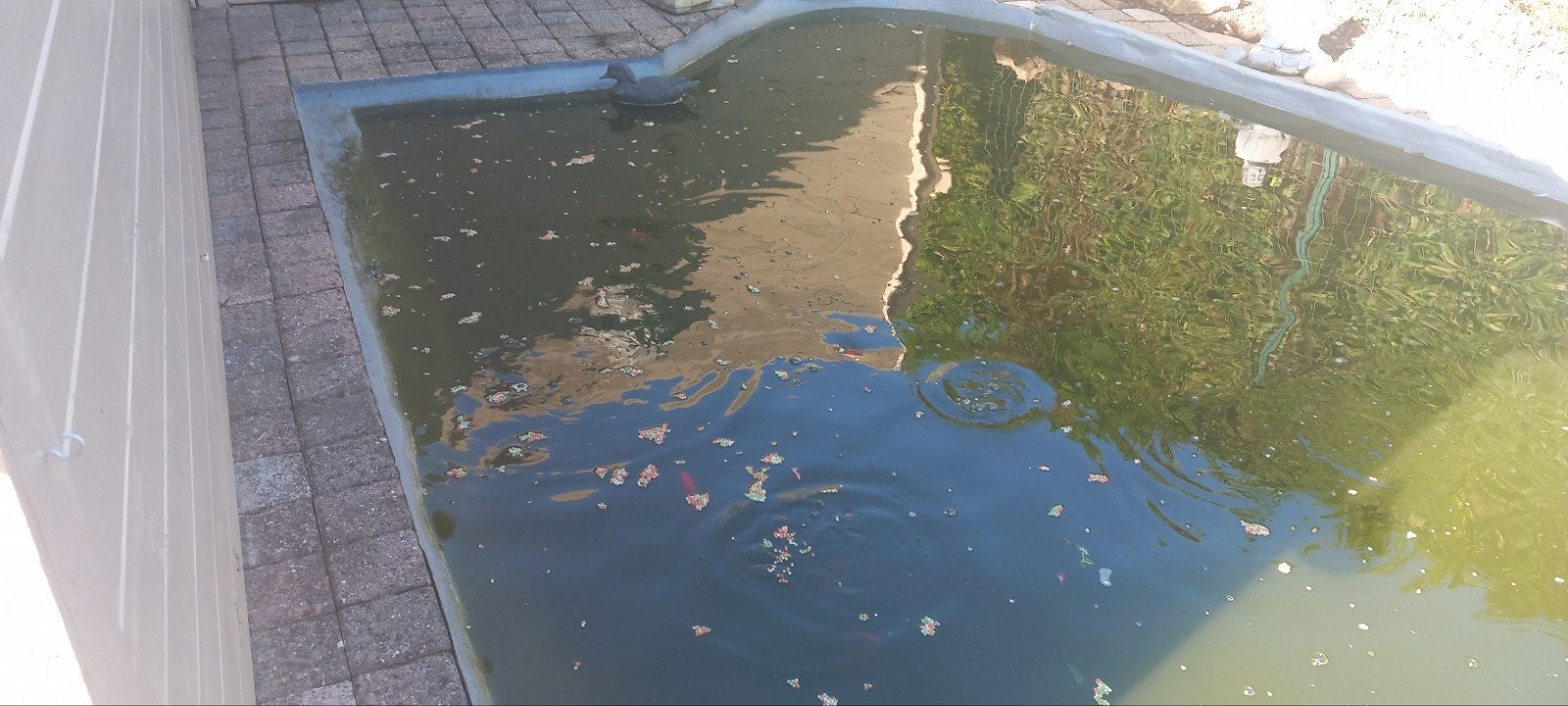 poisson rouge, Enlèvement