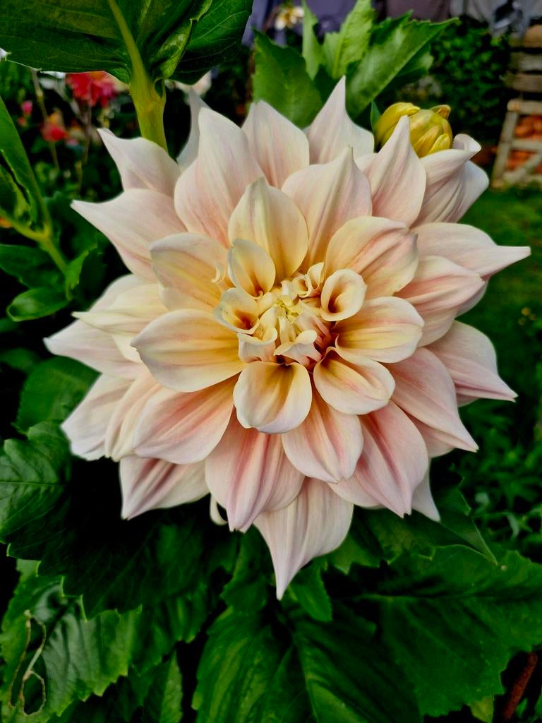 Dahlia zaailingen, Ophalen, Zomer