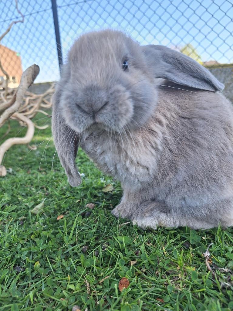Franse hangoor rammetje, Mannelijk, Groot, Hangoor, 0 tot 2 jaar