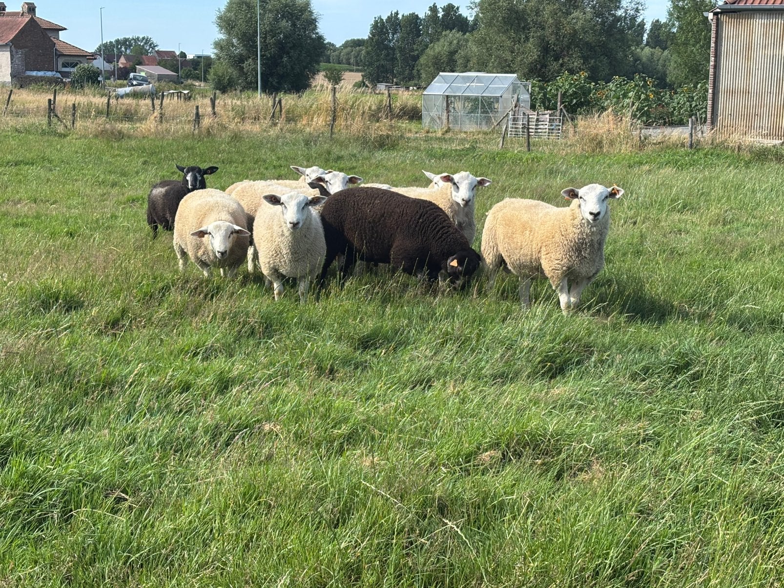 Stamboek swifter rammen, Dieren en Toebehoren, Mannelijk, Schaap, 0 tot 2 jaar