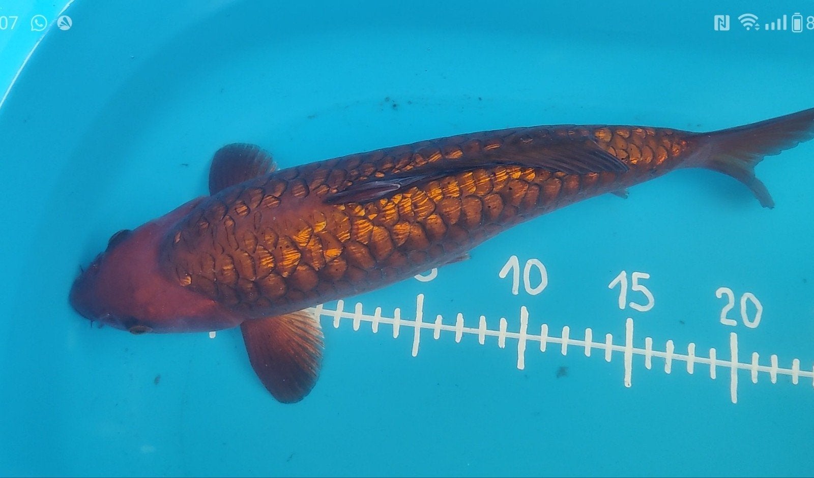 aragoke koi