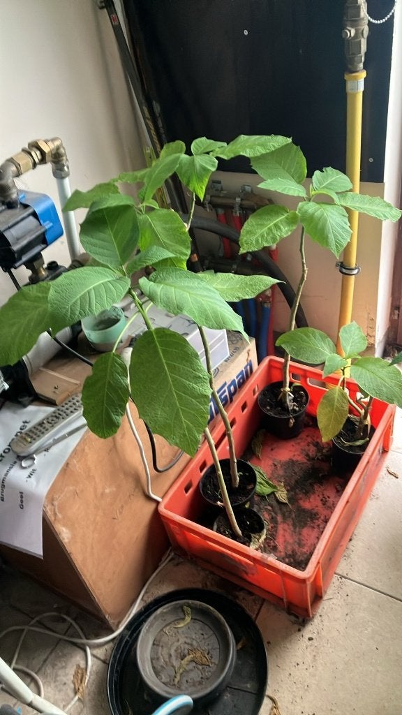 Brugmansia roze ( 30-70 cm), Enlèvement, Hiver