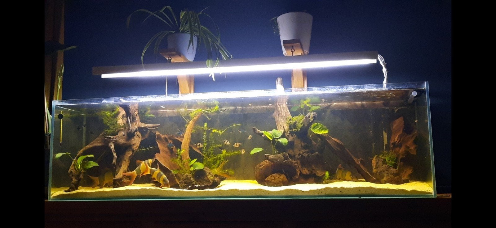Aquarium 145x35x40cm + biomaster 600 thermo en TC 420 LED, Enlèvement, Oase