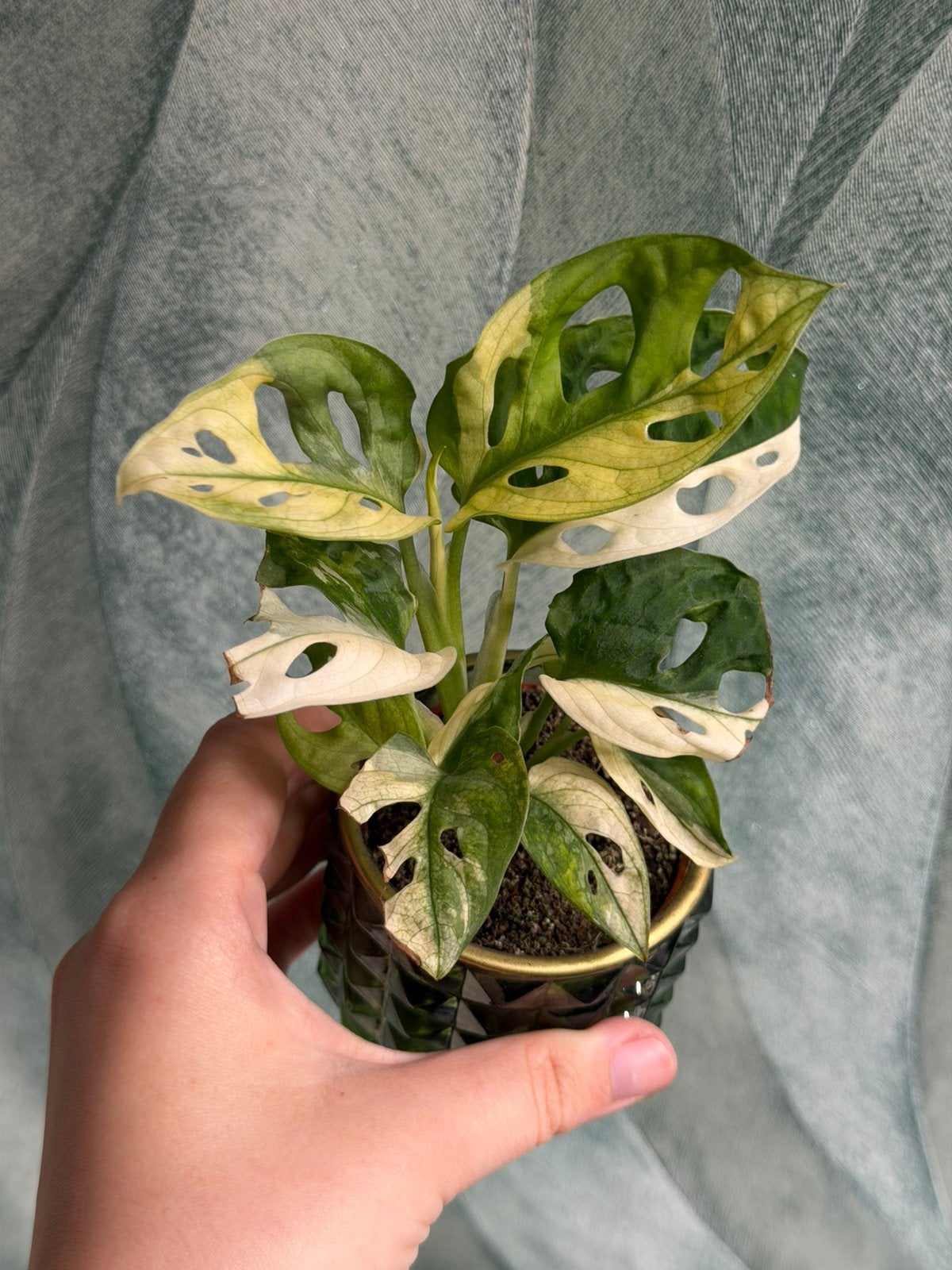 Monstera Adansonii Albo Variegata #2, Huis en Inrichting, Ophalen