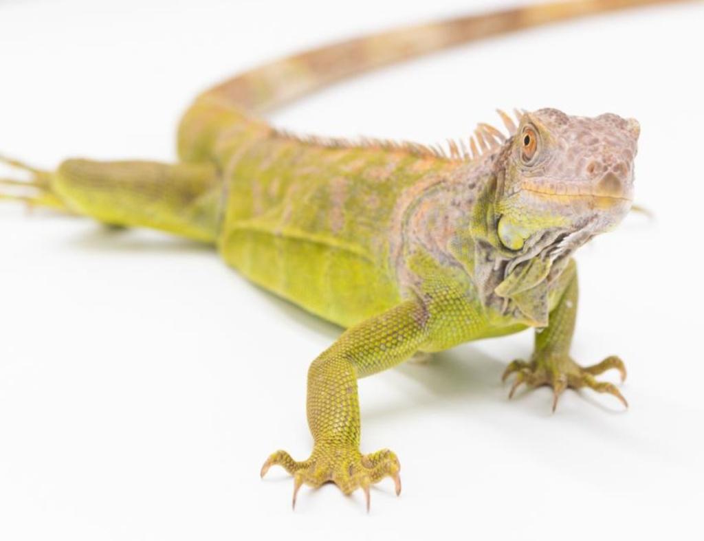 iguane Lime, Animaux & Accessoires, Lézard, 0 à 2 ans