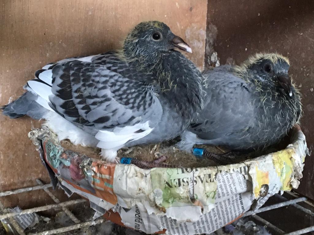 Jonge duiven, Dieren en Toebehoren, Vogels | Duiven