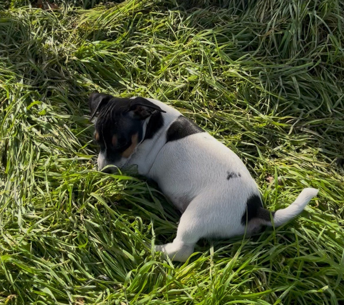 Jack Russell pup, Maladie de Carré (chiens), 8 à 15 semaines, Plusieurs, Éleveur | Loisir