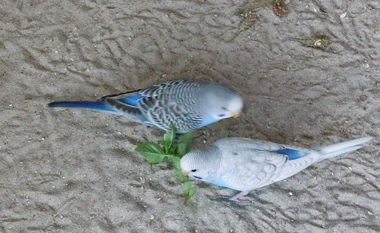 Jonge blauwe grasparkieten, Dieren en Toebehoren, Meerdere dieren, Parkiet, Geringd