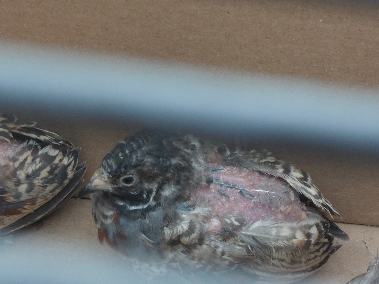 3 mannetjes chinese dwergkwartel, Dieren en Toebehoren, Vogels | Overige Vogels
