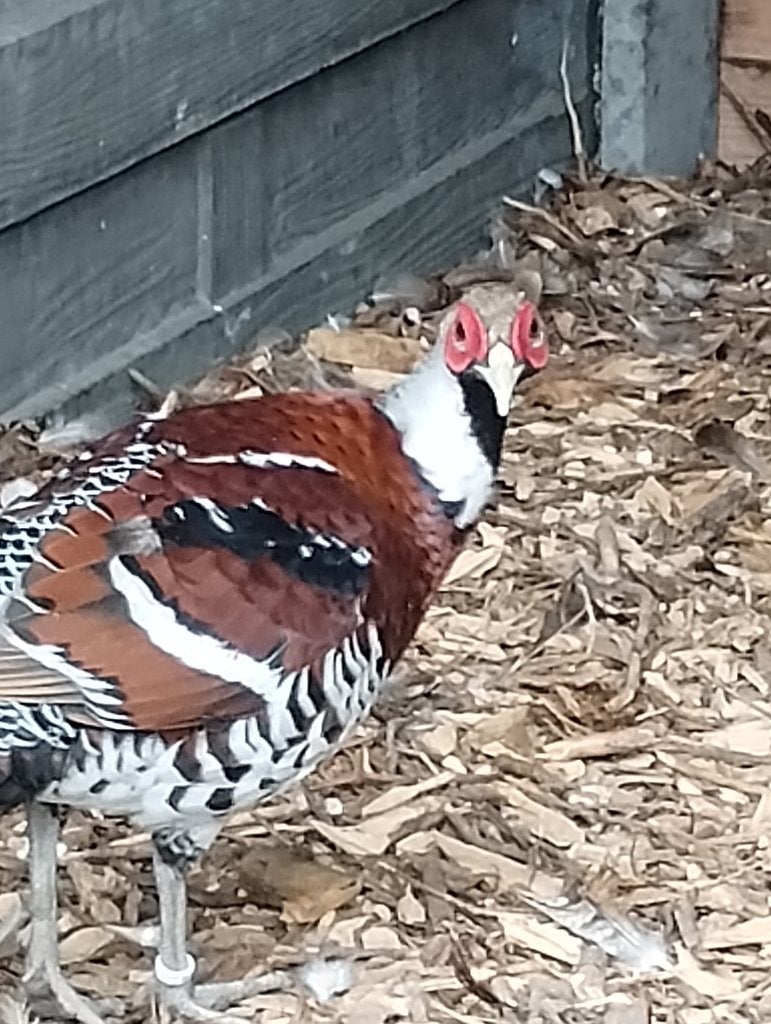 ELLIOT FAZANTEN TE KOOP, Meerdere dieren, Overige soorten