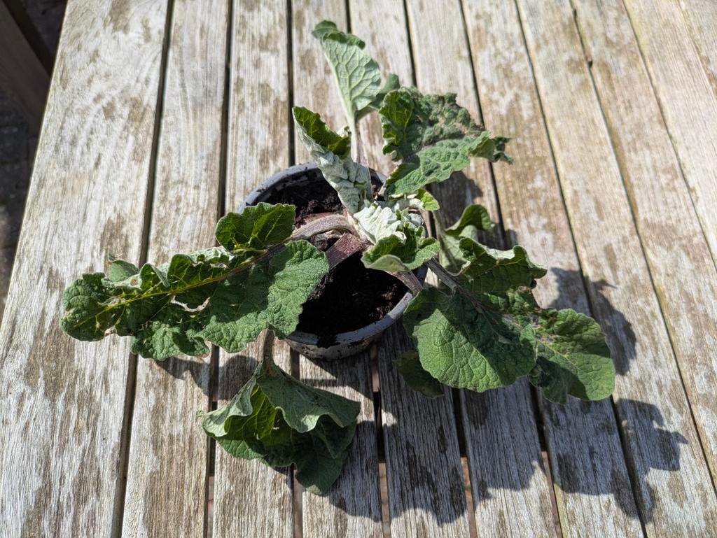 Grote klis (plant), Tuin en Terras, Ophalen