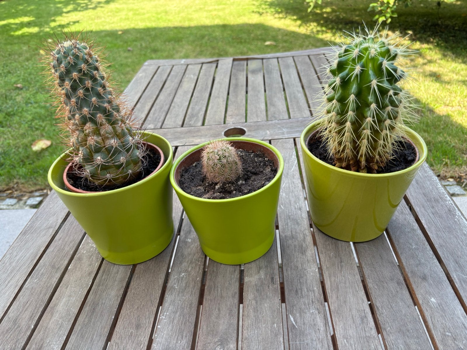 set 3 x cactus, Tuin en Terras, Ophalen