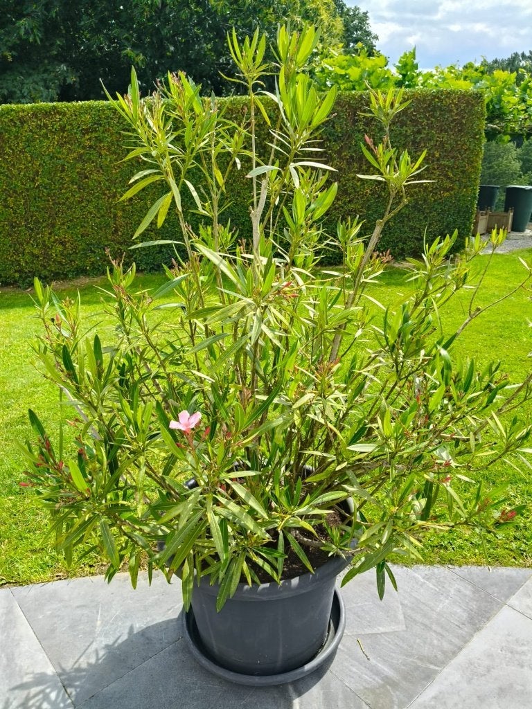 Trois lauriers roses de taille moyenne (Nerum), Autres espèces, Plein soleil, Été, Enlèvement