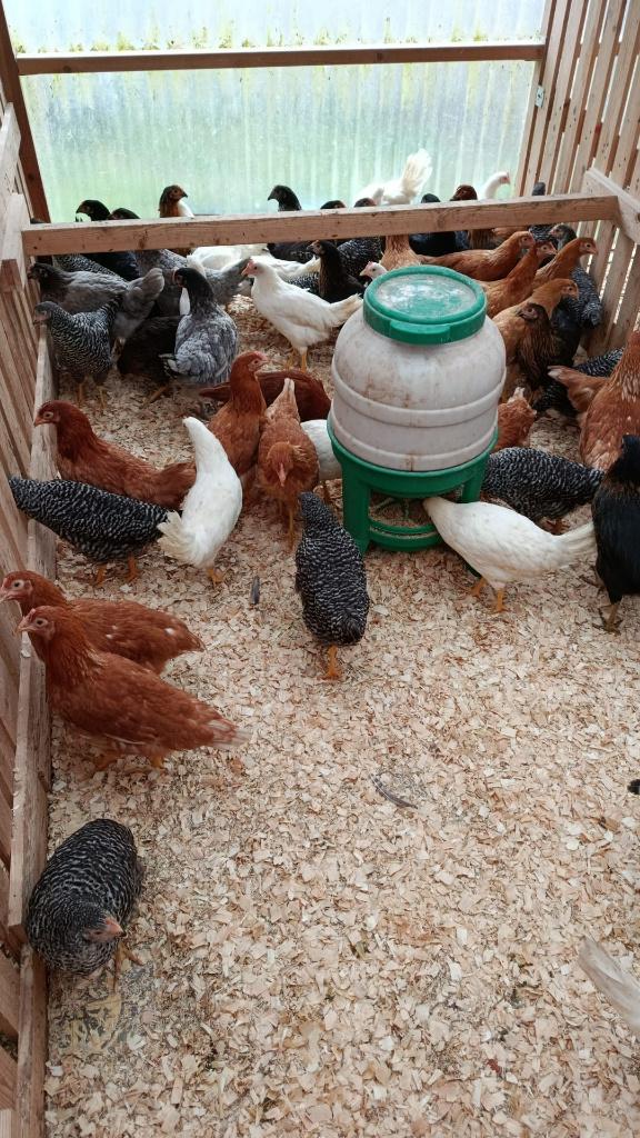 laatste jonge kippen actie 5+1/10+3 GRATIS 0499/082381, Dieren en Toebehoren, Pluimvee, Vrouwelijk, Kip