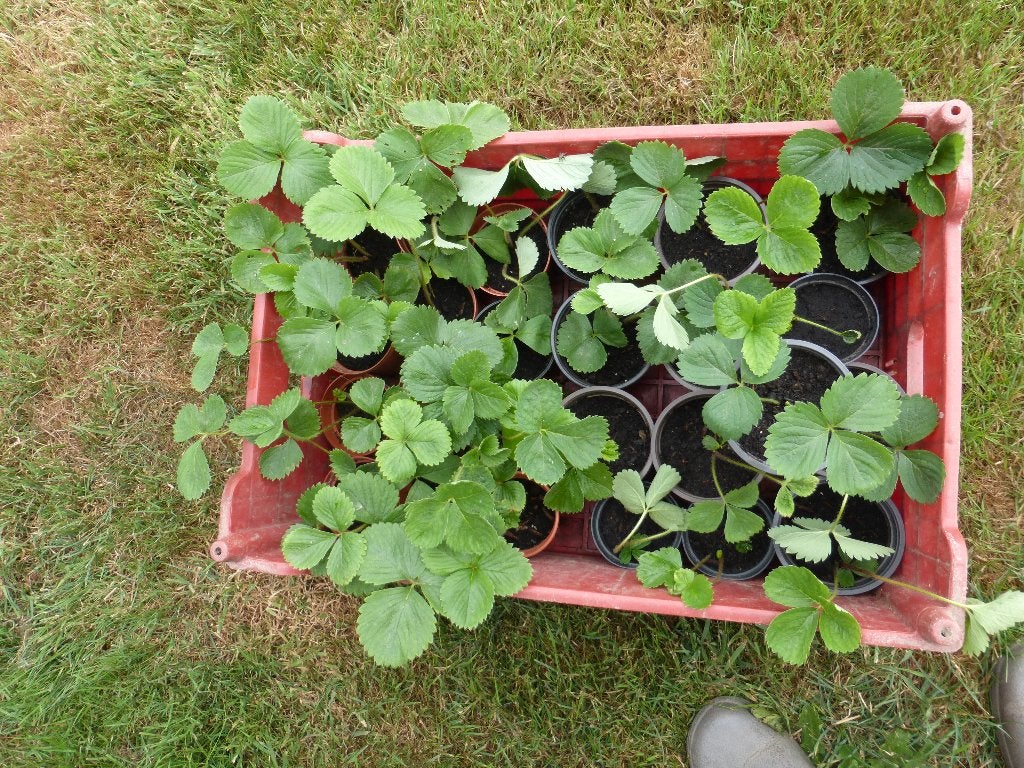 AARDBEIPLANTEN : DARSELECT, Tuin en Terras, Planten | Tuinplanten, Ophalen, Volle zon, Tweejarig, Fruitplanten
