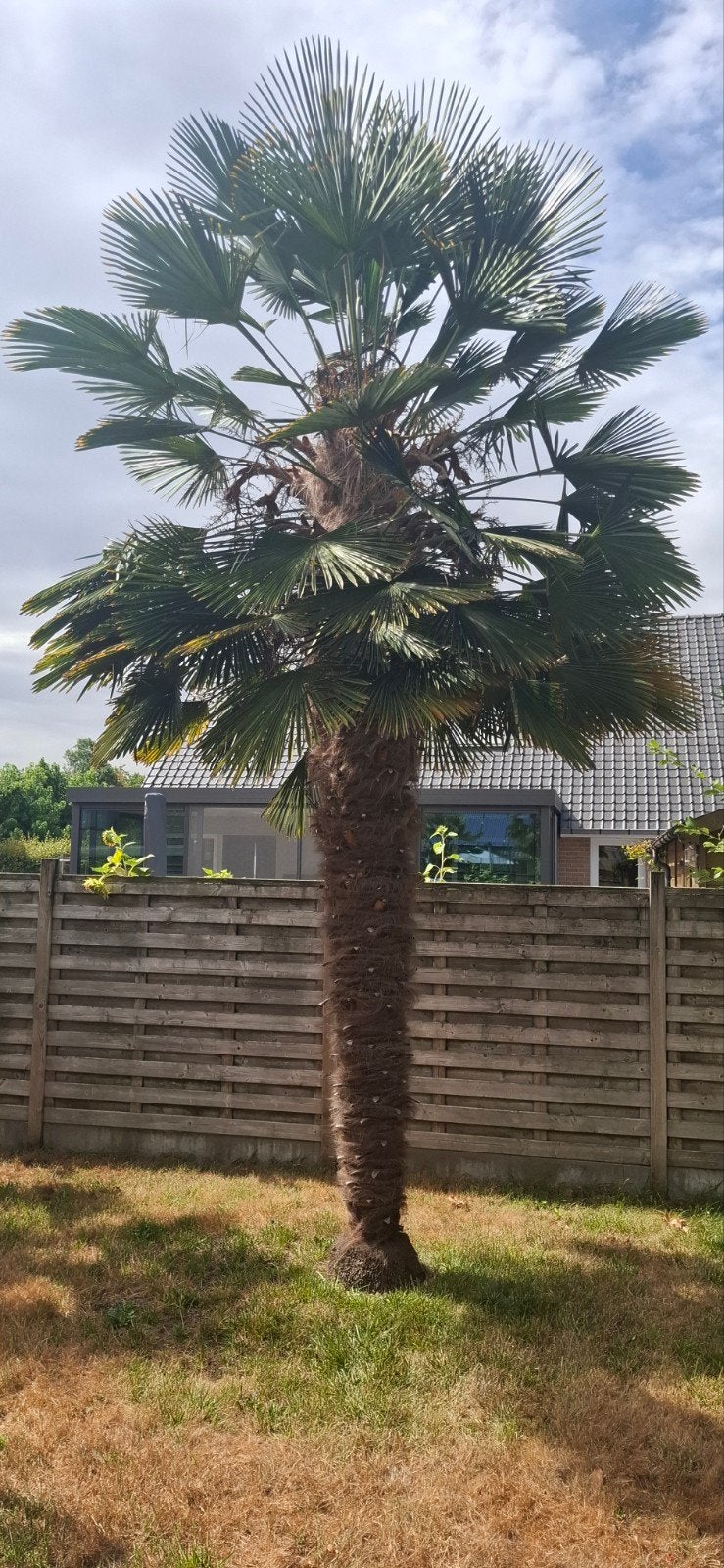 Trachycarpus Wagnerianus stamhoogte 3m70, Tuin en Terras, Ophalen, 400 cm of meer