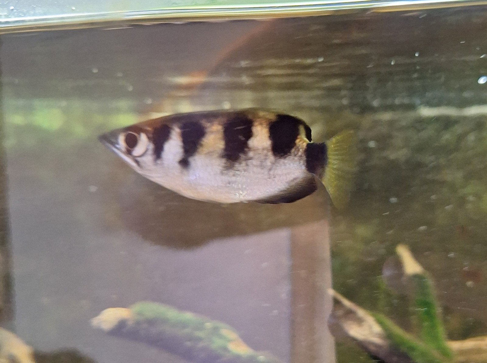 Aquarium complet, Animaux & Accessoires, Enlèvement