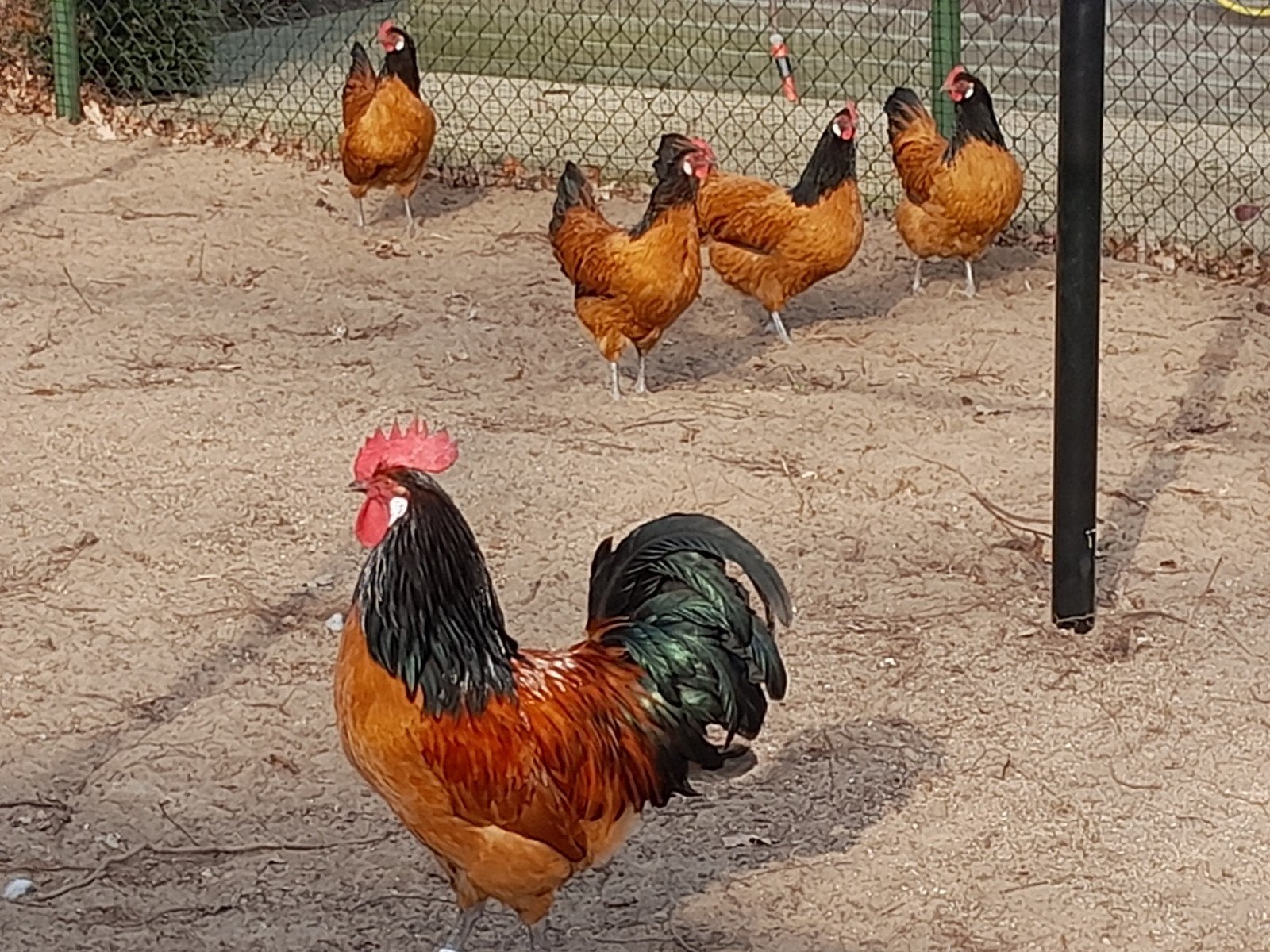 Te koop broedeieren van de vorwerk kip, Dieren en Toebehoren, Kip