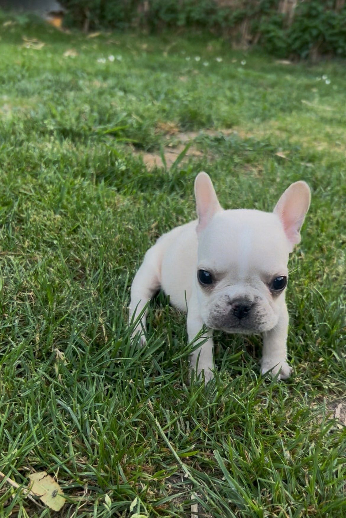 Franse Bulldog ouders aanwezig, Parvo, België, Particulier, 8 tot 15 weken