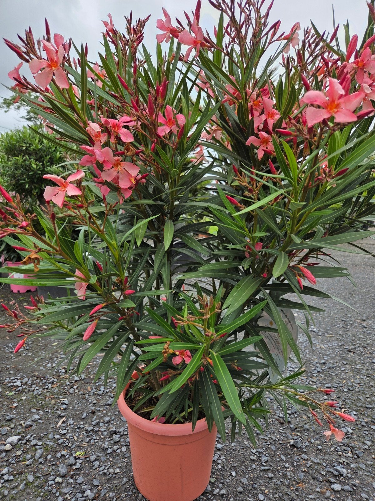 Nerium Oleander, Tuin en Terras, Planten | Tuinplanten, Ophalen
