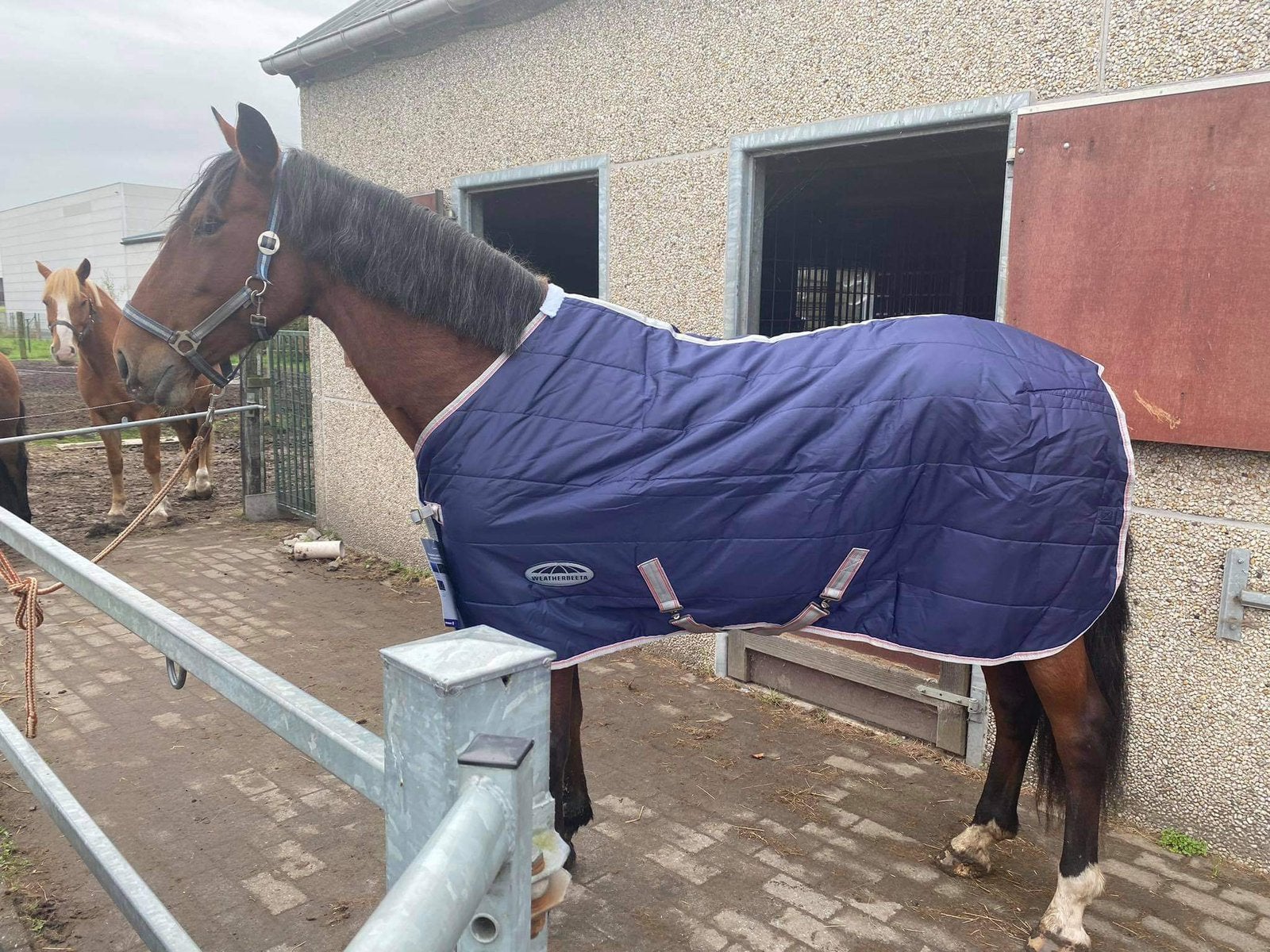 Weatherbeeta deken, Dieren en Toebehoren, Overige merken, Nieuw, Ophalen of Verzenden, 110 g