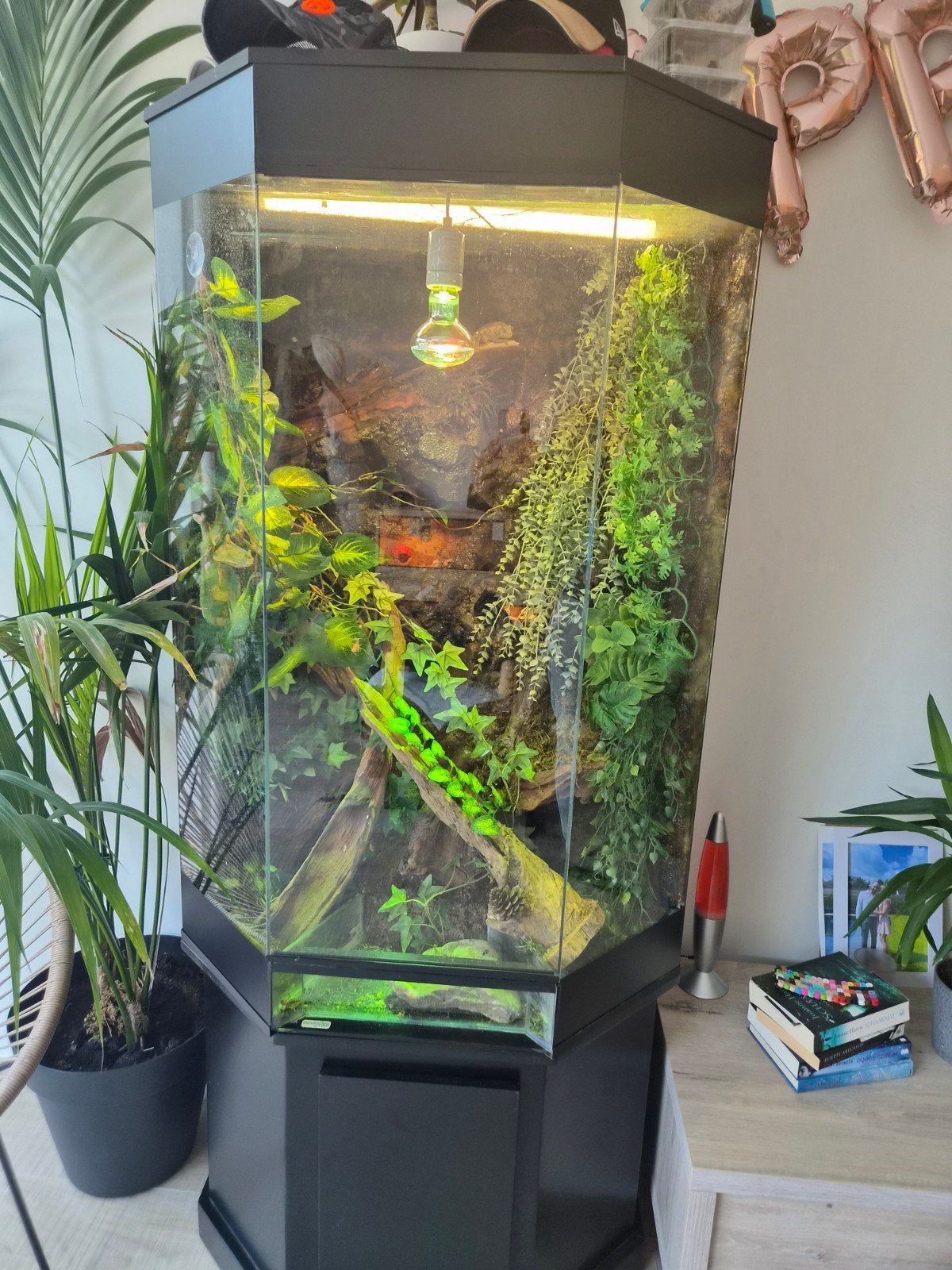 zeer grote mooie terra plus kameleon, Animaux & Accessoires, Reptiles & Amphibiens | Accessoires, Enlèvement ou Envoi