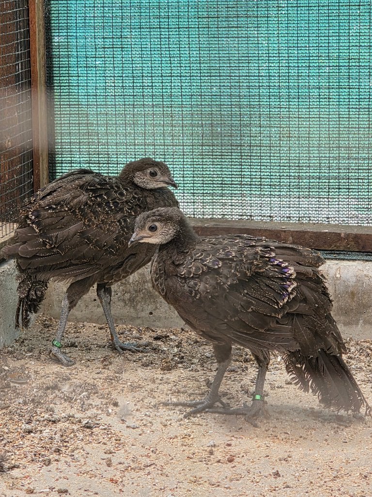 Pauwfazant, Dieren en Toebehoren, Pluimvee