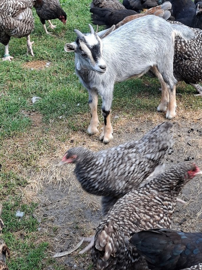 blauwschimmel met tan mieke