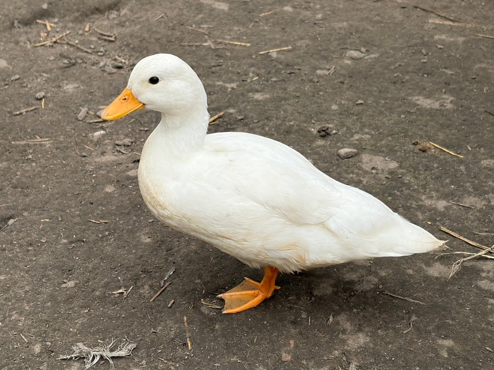 Hollandse kwakertjes, Dieren en Toebehoren, Pluimvee