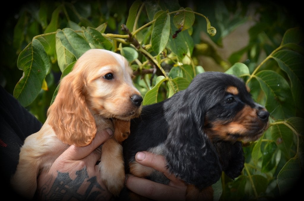 Chiots Cocker Spaniel anglais, Animaux & Accessoires, Chiens | Retrievers, Épagneuls & Chiens d'eau, Maladie de Carré (chiens)