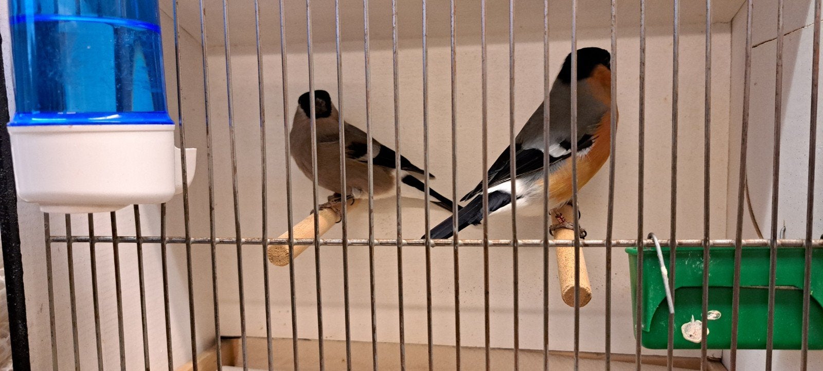 Overjaars koppel gouvinken., Wildzangvogel, Geringd