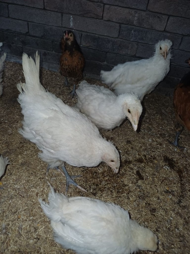 poussins, Animaux & Accessoires, Plusieurs animaux, Poule ou poulet
