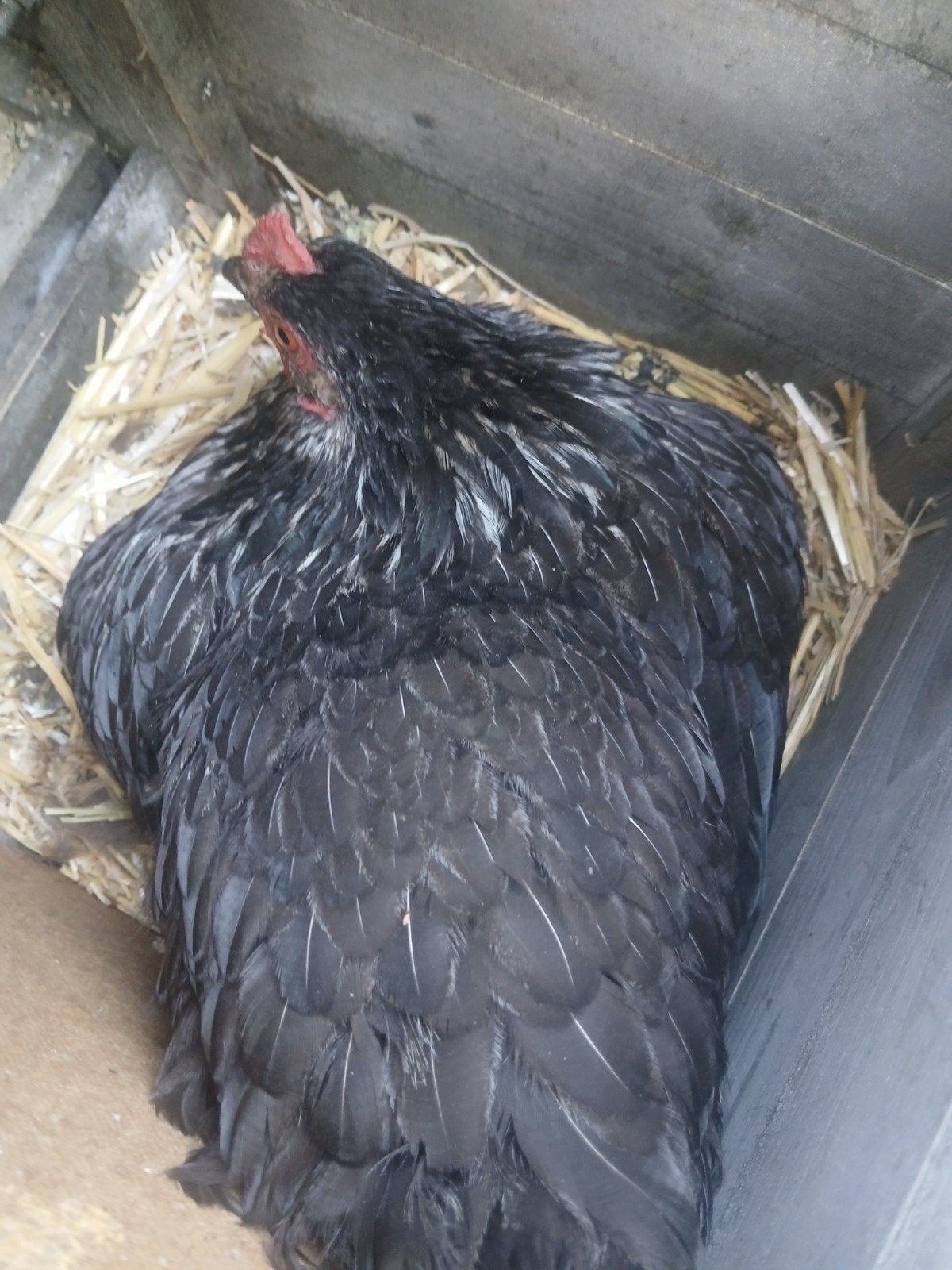 Kippen broed kip te koop, Dieren en Toebehoren, Pluimvee, Kip