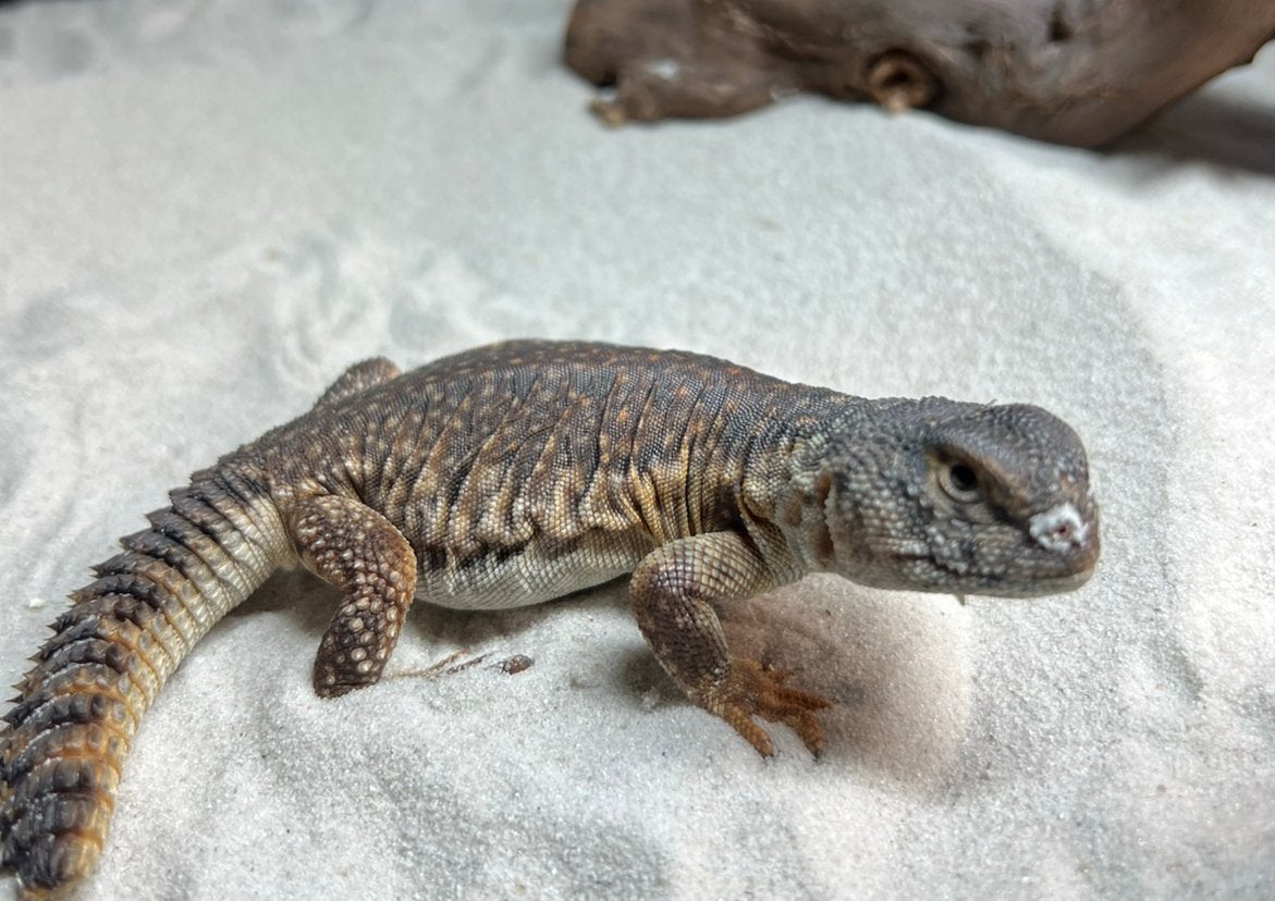 Uromastyx nigriventris flame, Animaux & Accessoires, Reptiles & Amphibiens, Lézard, Domestique, 0 à 2 ans