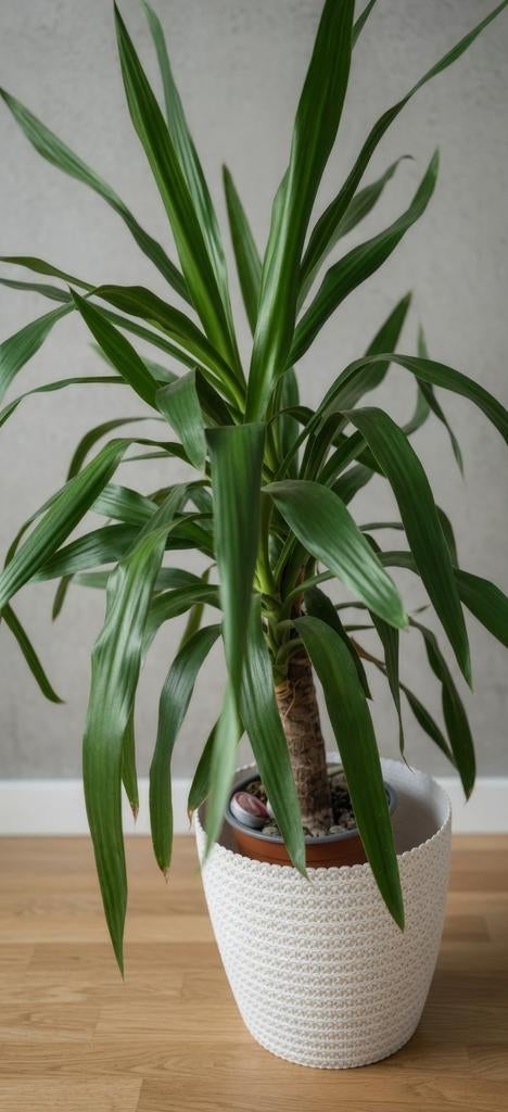 Grote, goed verzorgde Dracaena met mooie groene bladeren., Huis en Inrichting, Kamerplanten, Ophalen