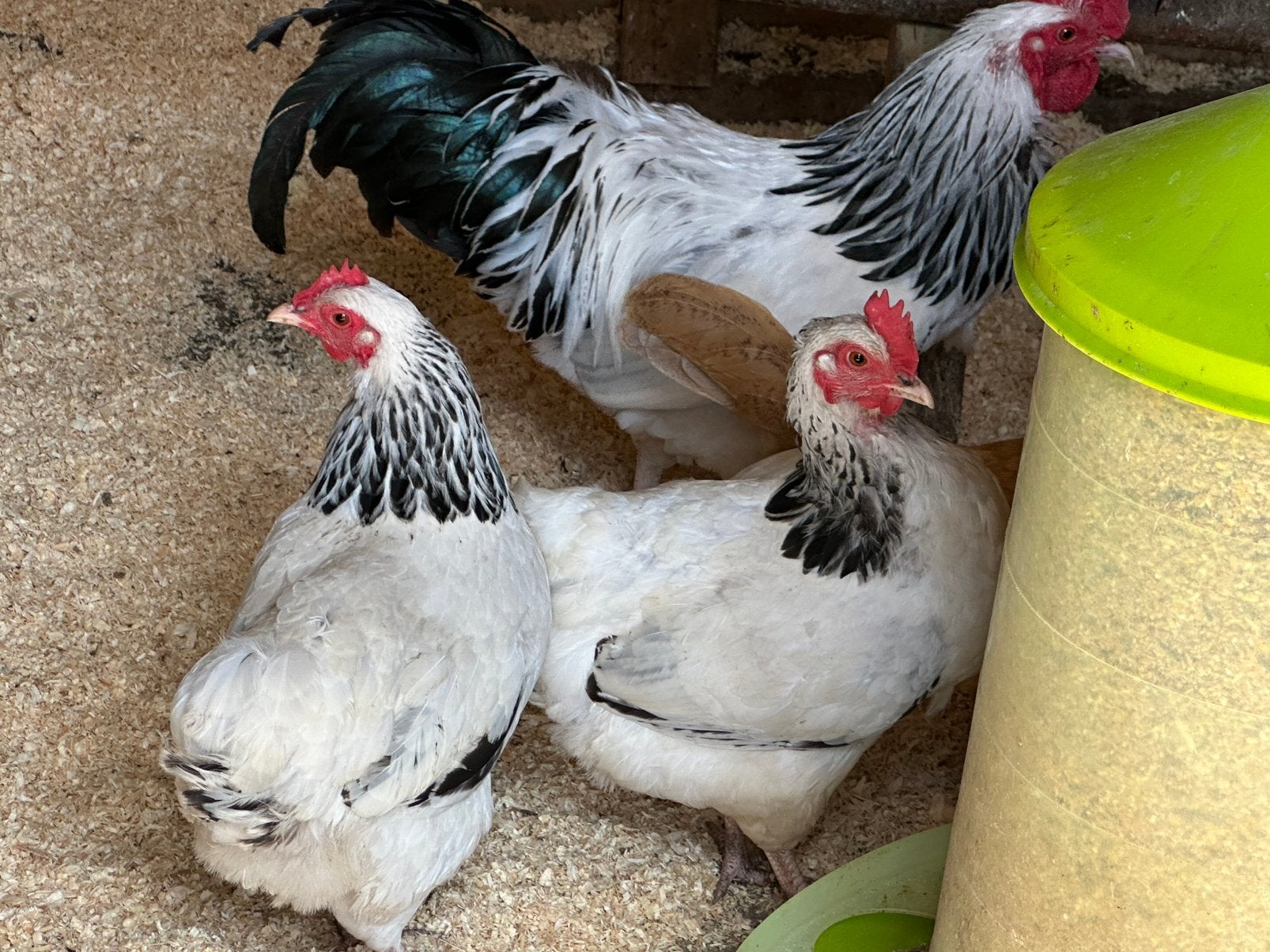 Legkippen en sierkippen heel het weekend in Rillaar, Dieren en Toebehoren