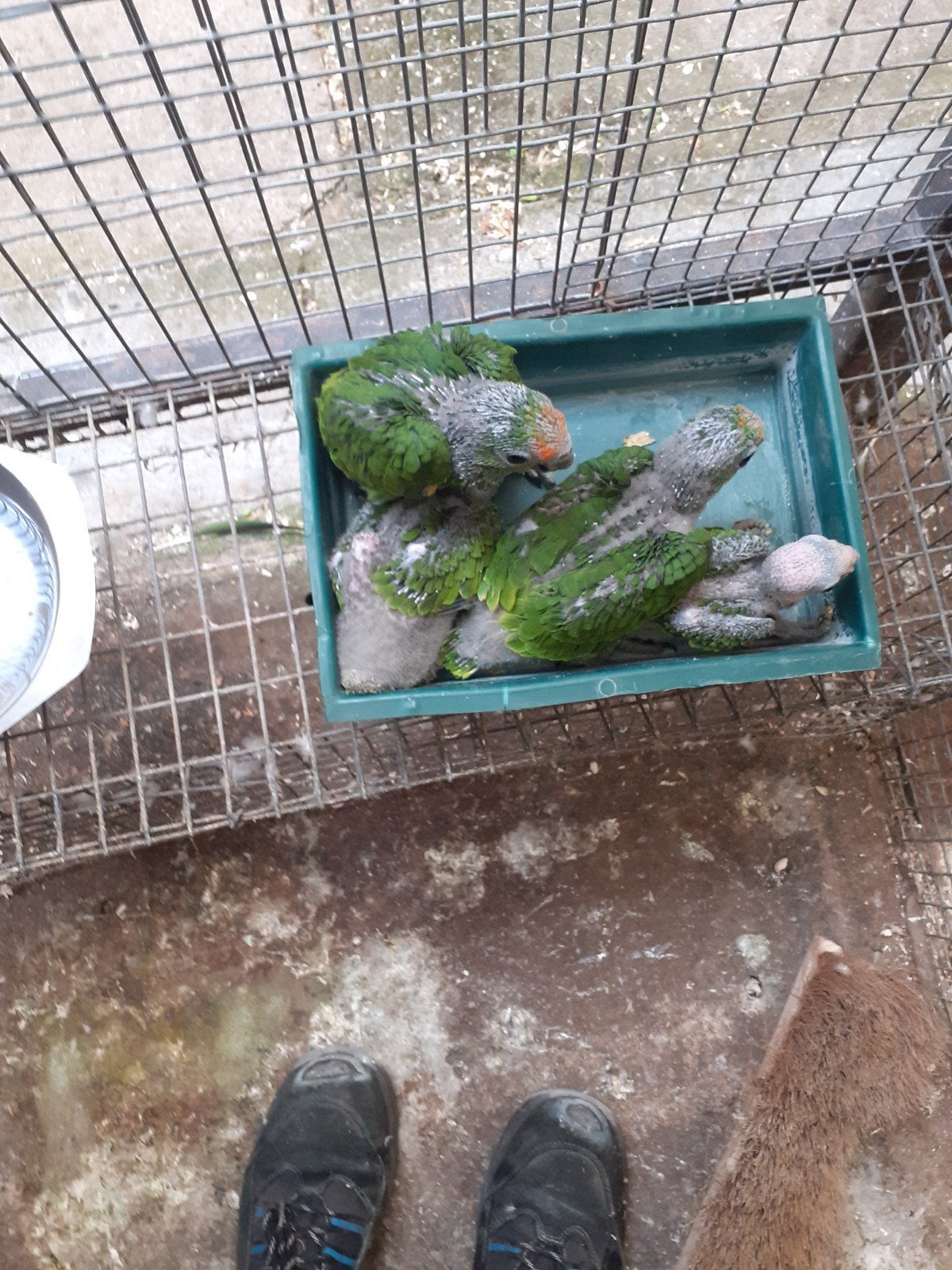Te koop amazones., Dieren en Toebehoren, Vogels | Parkieten en Papegaaien