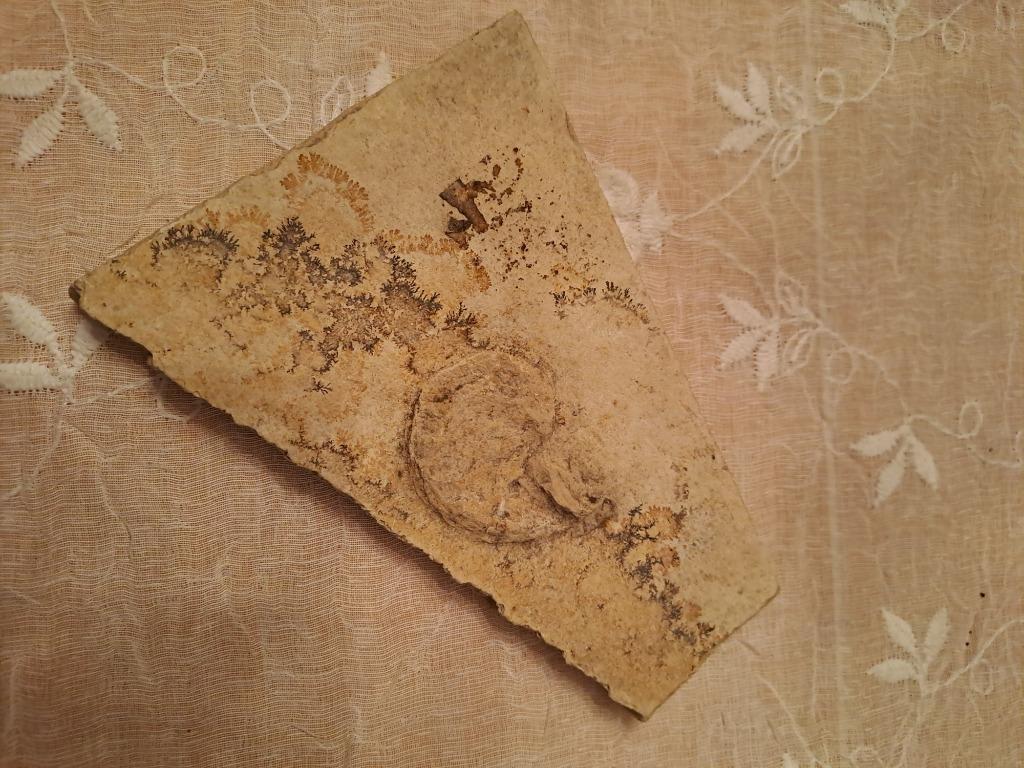 Fossile, Enlèvement ou Envoi, Fossile