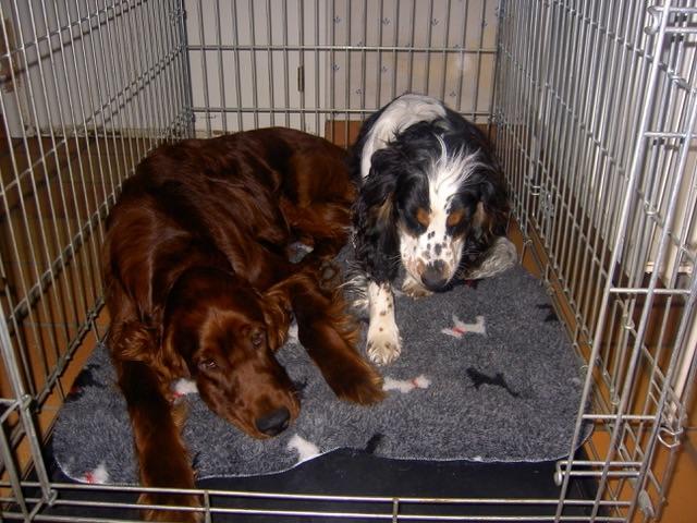 cage pour chien, Enlèvement, Utilisé