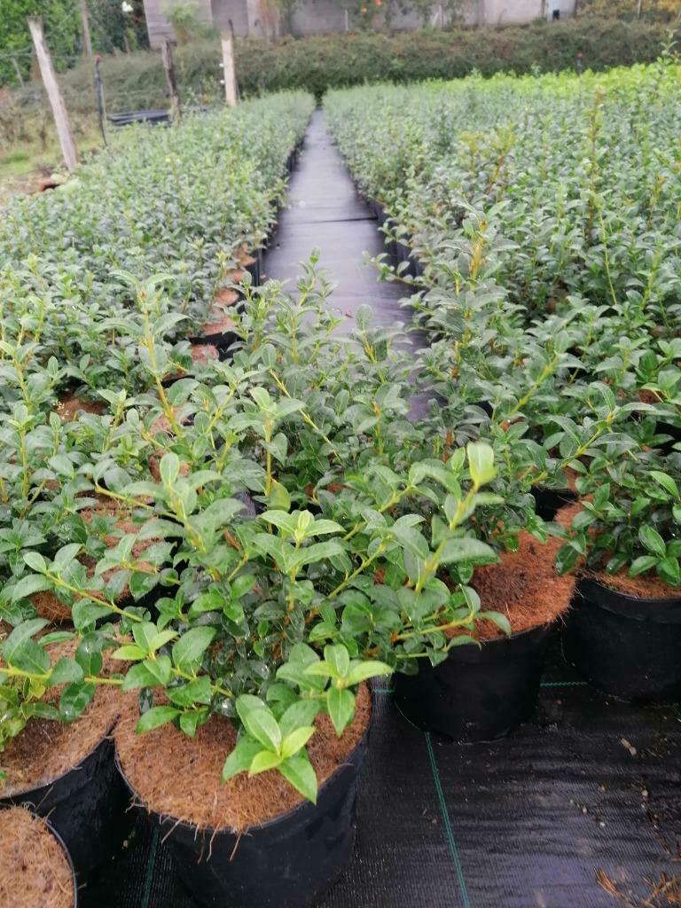 Osmanthus burkwoodii (schijnhulst) groene haagplanten, Tuin en Terras, Overige soorten, Volle zon, Vaste plant, Ophalen of Verzenden