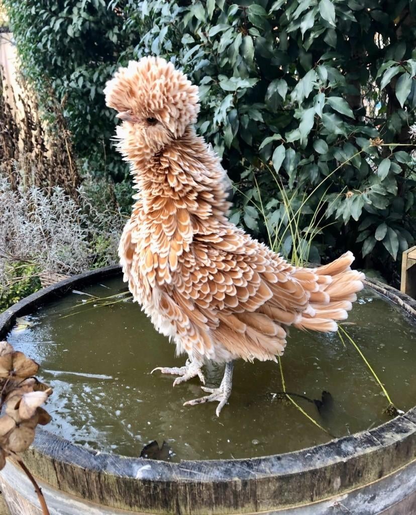 Padua krulveer krielkippen jonge hennen beschikbaar, Dieren en Toebehoren, Pluimvee, Vrouwelijk, Kip