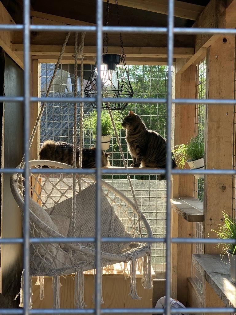 Kattenren op maat, Dieren en Toebehoren, Katten-accessoires, Nieuw, Ophalen of Verzenden