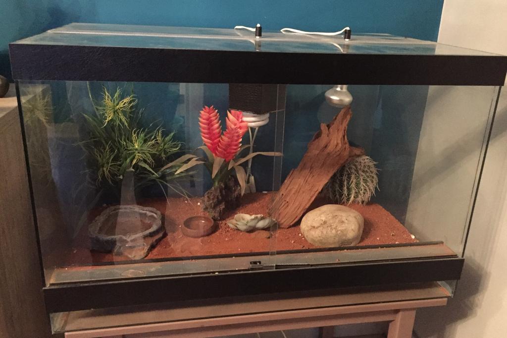 Terrarium, Dieren en Toebehoren, Ophalen, Gebruikt, Terrarium of Paludarium