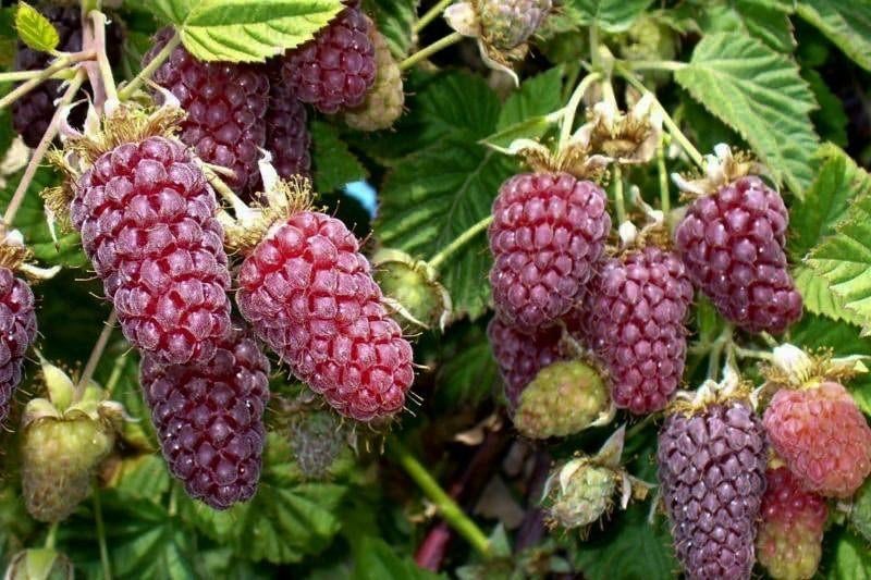 framboos loganberry - fruitplanten, Volle zon, Vaste plant, Ophalen of Verzenden, Zomer
