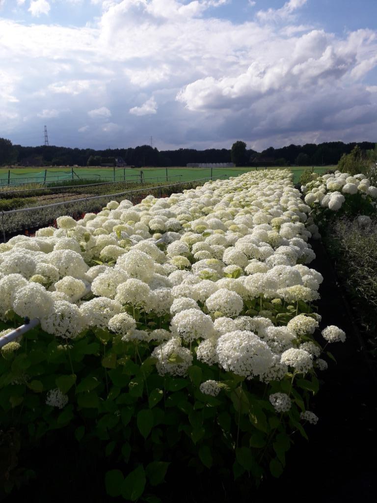 hortensia/hydrangea arborescens 'Strong Annabelle', Enlèvement