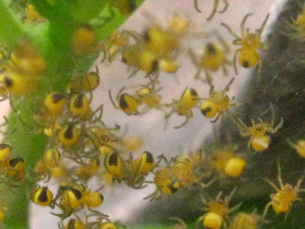 ARAIGNÉES., Envoi