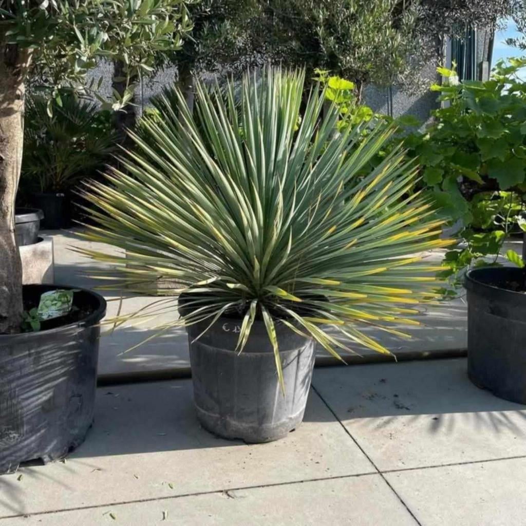 Yucca rostrata rechtstreekse import spanje!, Jardin & Terrasse, Plantes | Arbres, Enlèvement