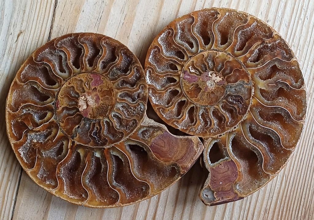 Ammonite découpée avec formation de cristaux provenant de Ma, Enlèvement ou Envoi, Fossile